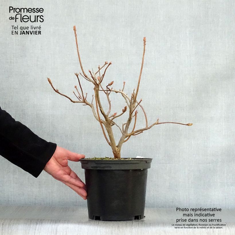 Example of Azalée de Chine Anneke - Rhododendron hybride Pot van 4 l/5 l as you get in hiver