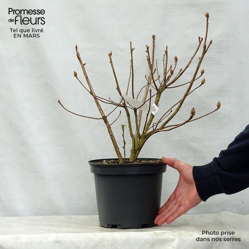 Exemplaar van Rhododendron occidentale Berry Rose - Azalea mollis Pot van 4 l/5 l zoals geleverd in de lente