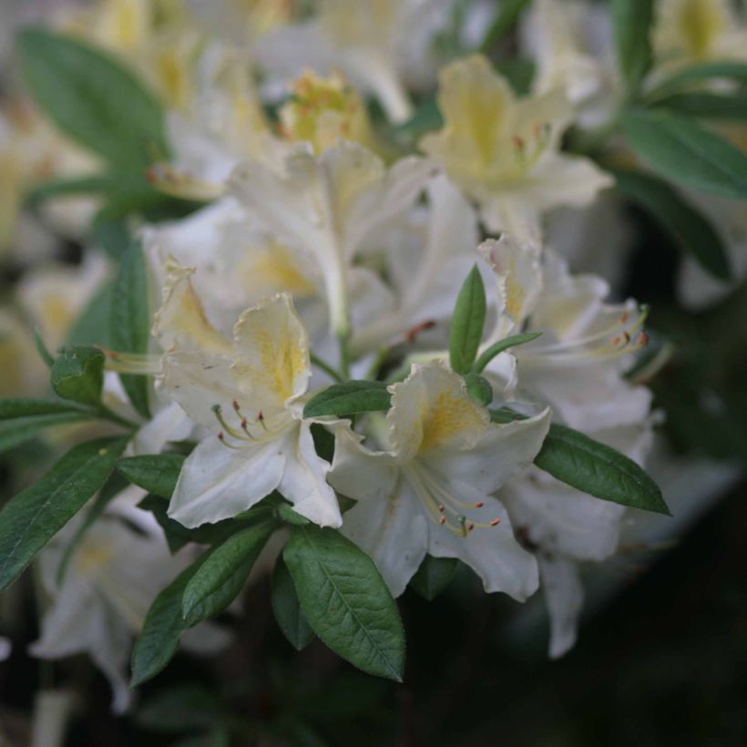 Rhododendron mollis Daviesii - Bladverliezende Azalea (Flowering)