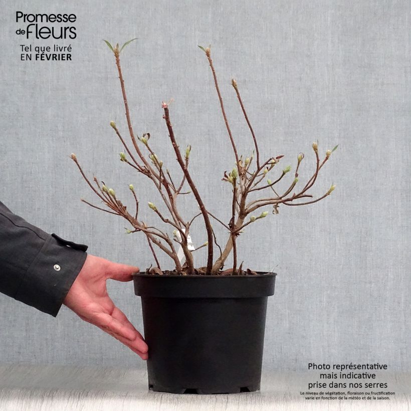 Example of Azalée de Chine Daviesii - Azalea mollis Pot van 4 l/5 l as you get in hiver