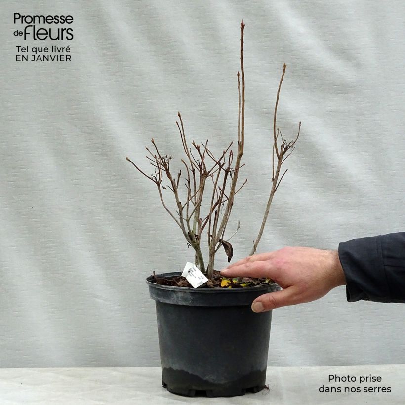Example of Rhododendron occidentale Delicatissima - Azalea mollis Pot van 4 l/5 l as you get in hiver