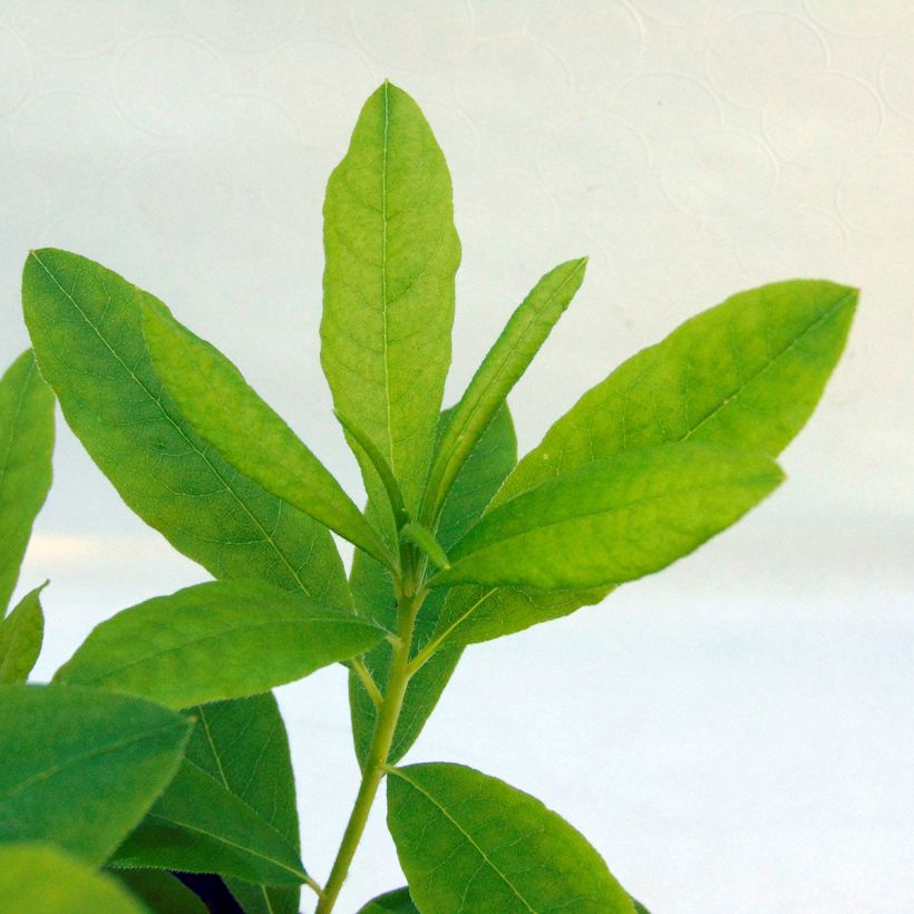 Rhododendron occidentale Delicatissima - Azalea mollis (Foliage)