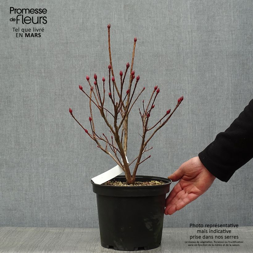 Exemplaar van Rhododendron occidentale Delicatissima - Azalea mollis Pot van 4 l/5 l zoals geleverd in de lente