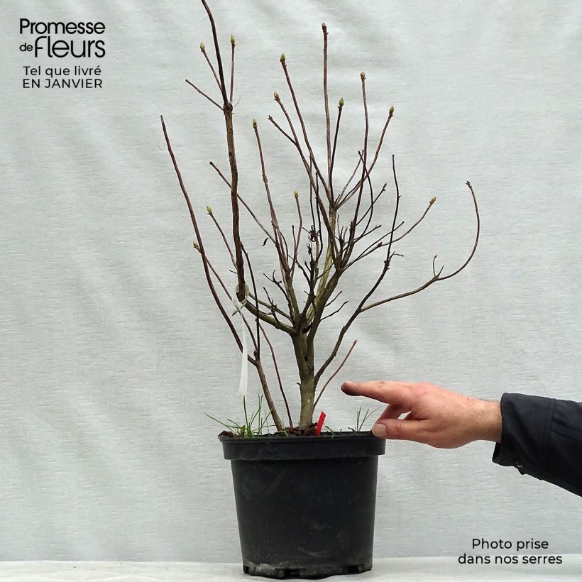 Example of Azalée de Chine Fire Ball - Rhododendron hybride orange vif Pot van 4 l/5 l as you get in hiver