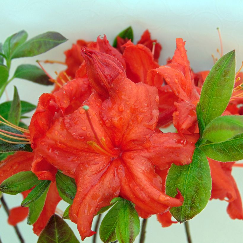 Rhododendron knaphill Fire Ball - Knaphill-azalea (Flowering)