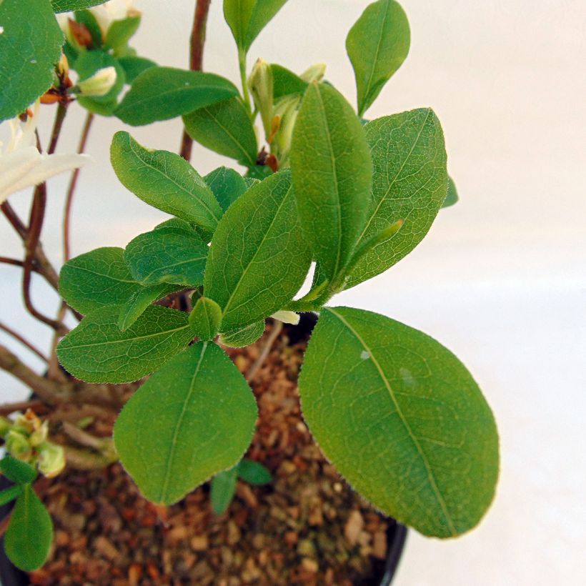 Rhododendron atlanticum Fragrant Star - Bladverliezende Azalea (Foliage)