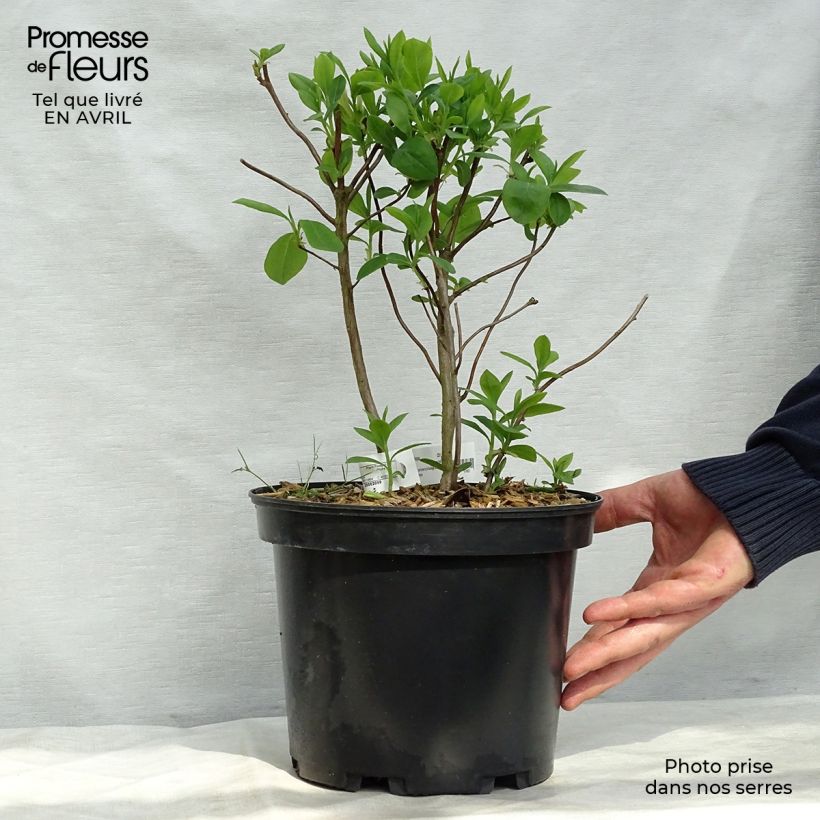 Exemplaar van Rhododendron atlanticum Fragrant Star - Bladverliezende Azalea Pot van 4 l/5 l zoals geleverd in de lente