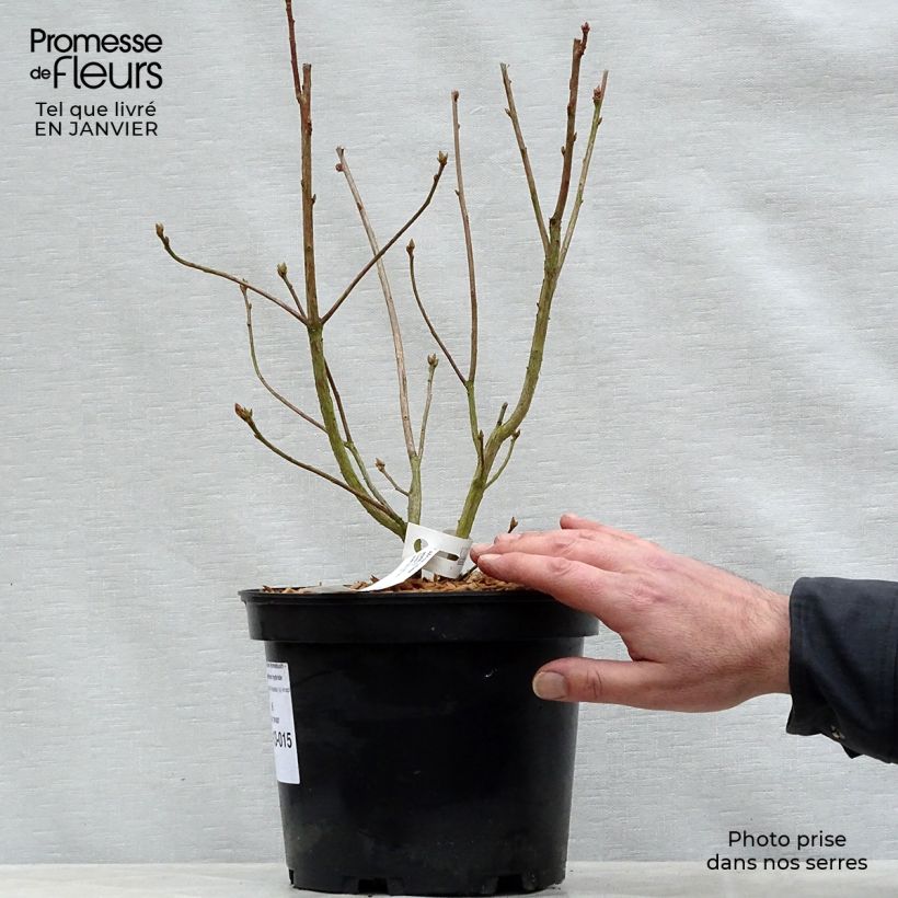 Example of Azalée de Chine Homebush - Rhododendron hybride Pot van 4 l/5 l as you get in hiver