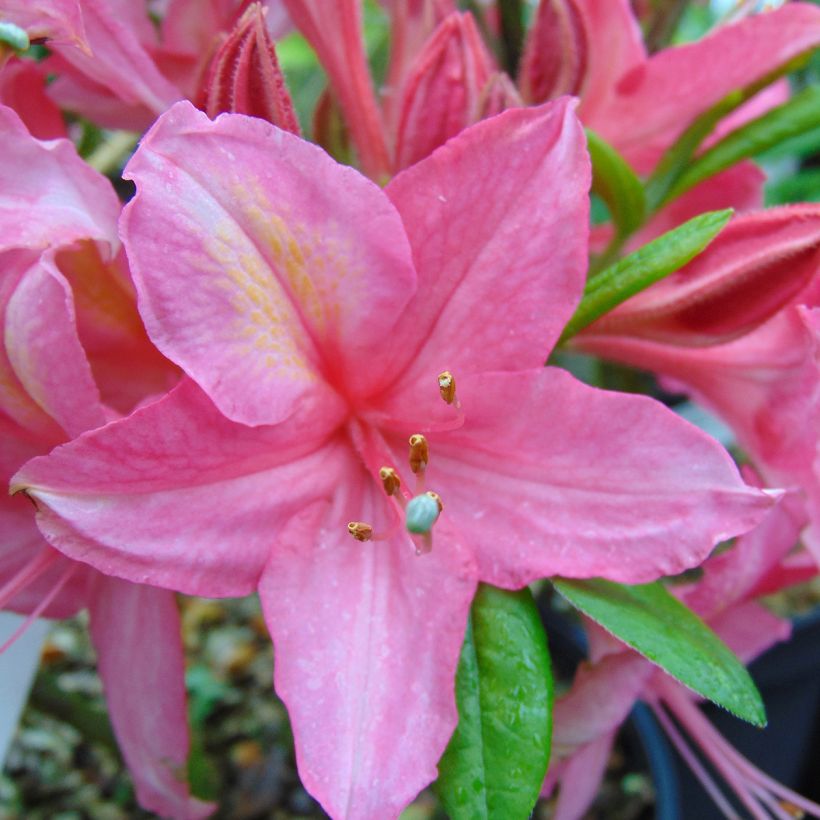 Rhododendron viscosum Jolie Madame - Azalea mollis (Flowering)