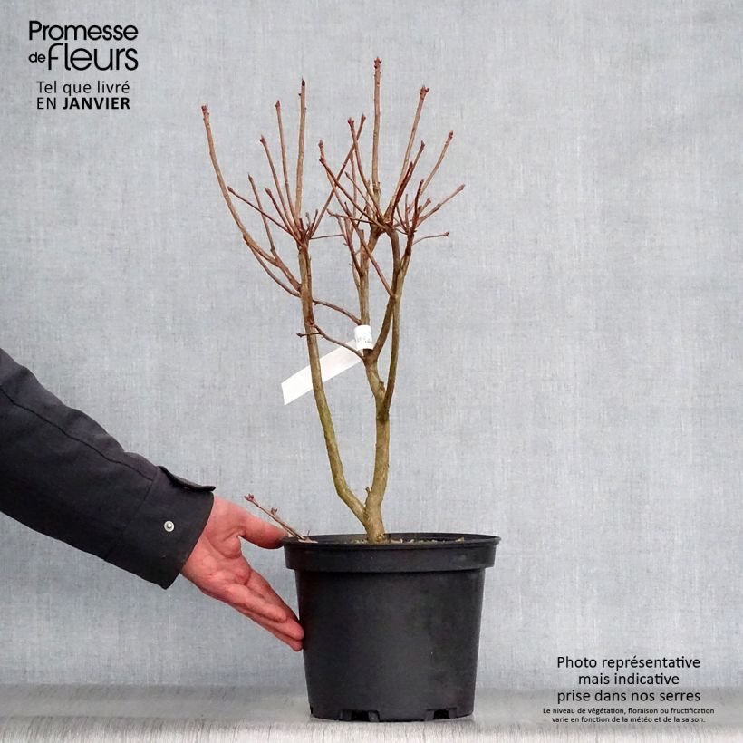 Example of Azalée de Chine Jolie Madame - Rhododendron hybride Pot van 3 l/4 l as you get in hiver