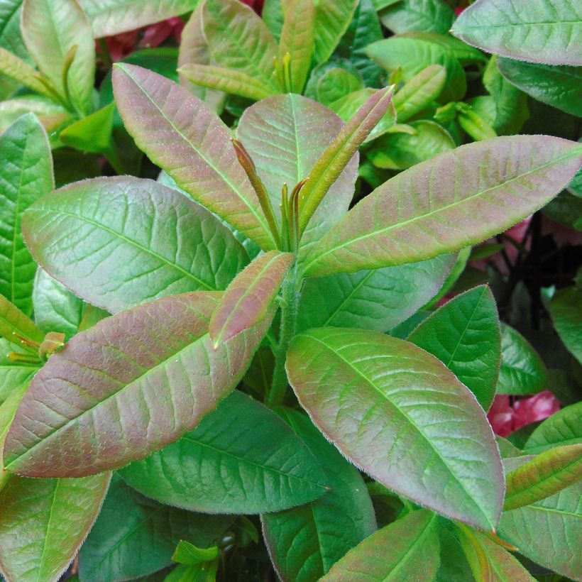 Rhododendron Kilian - Azalea mollis (Blad)