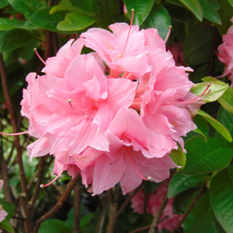 Rhododendron Kilian - Azalea mollis (Bloei)