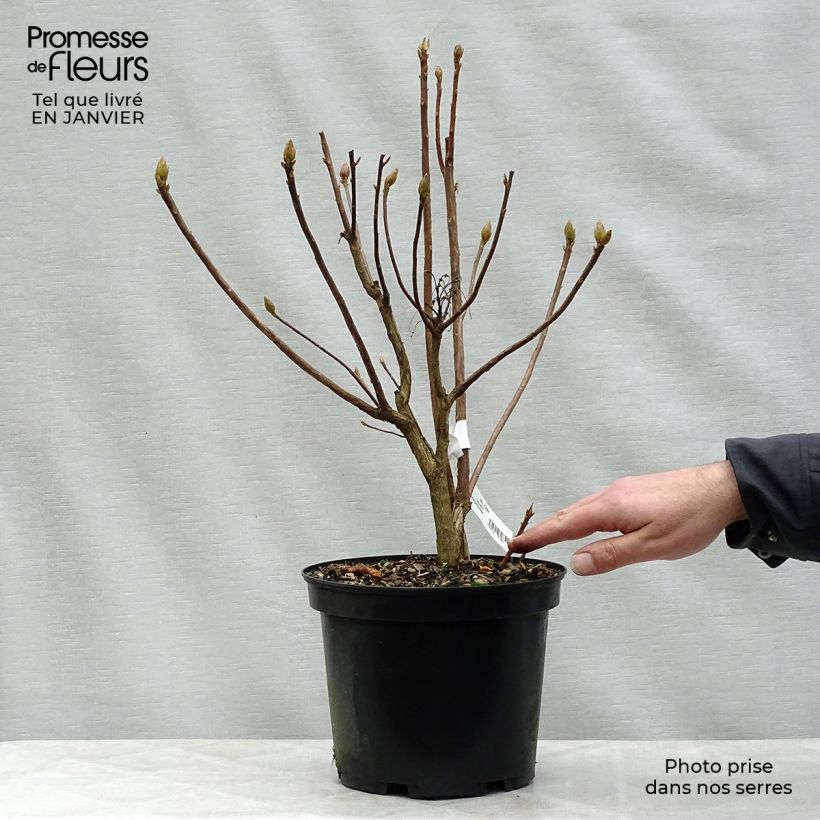 Example of Azalée de Chine Klondyke - Azalea mollis Pot van 4 l/5 l as you get in hiver