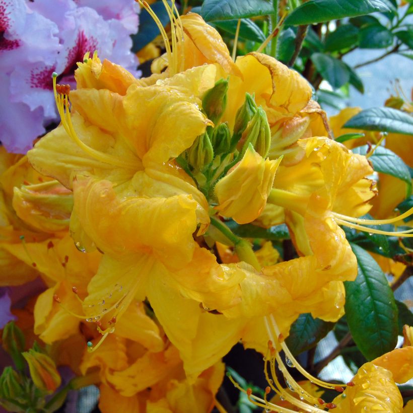 Rhododendron mollis Klondyke - Bladverliezende azalea (Flowering)