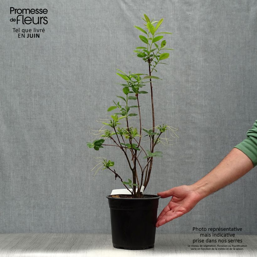Exemplaar van Rhododendron mollis Klondyke - Bladverliezende azalea Pot van 4 l/5 l zoals geleverd in de zomer