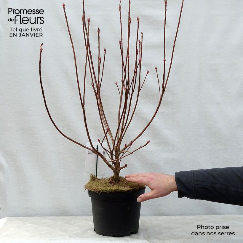 Example of Azalée de Chine Koster's Brilliant Red - Azalea mollis Pot van 4 l/5 l as you get in hiver