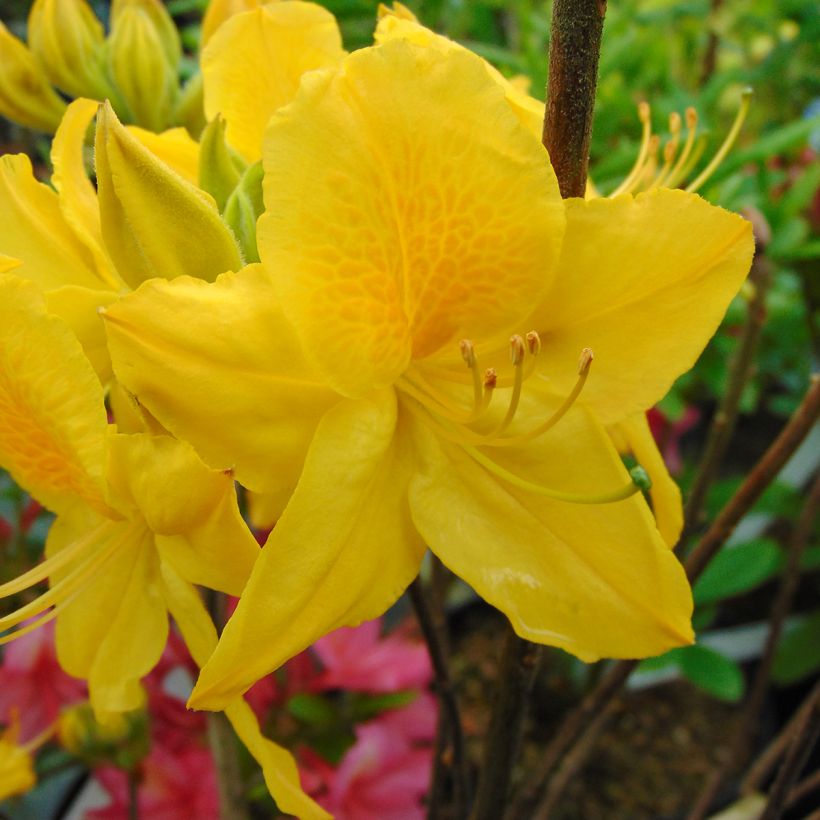 Rhododendron Lingot d'Or - Azalea mollis (Flowering)