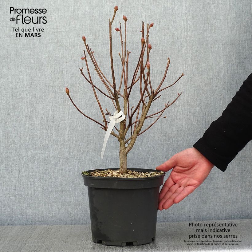 Example of Azalée de Chine Mary Poppins Pot van 4 l/5 l as you get in hiver