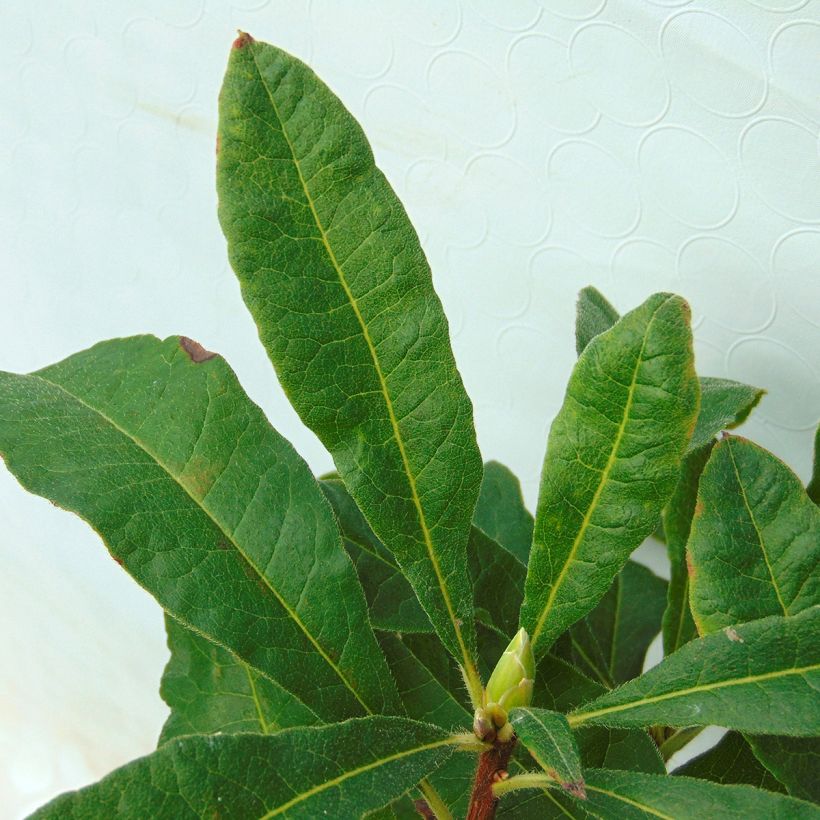 Rhododendron Mount Rainier - Azalea mollis (Foliage)