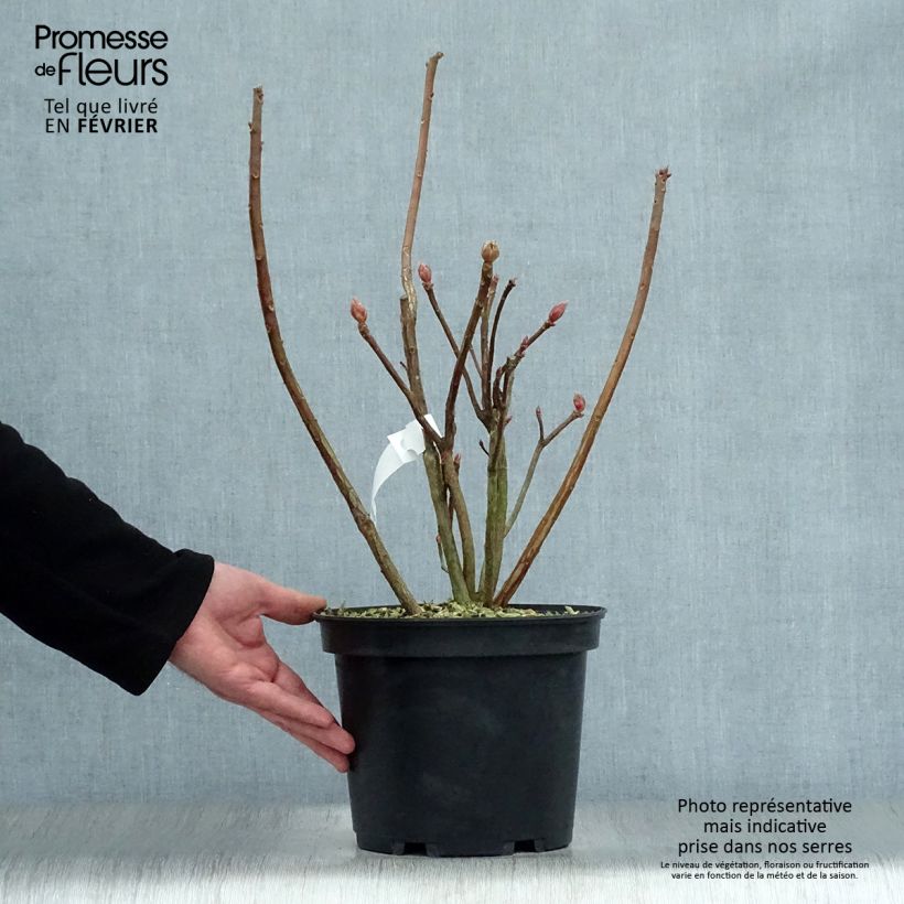 Example of Rhododendron Mount Rainier - Azalea mollis Pot van 4 l/5 l as you get in hiver