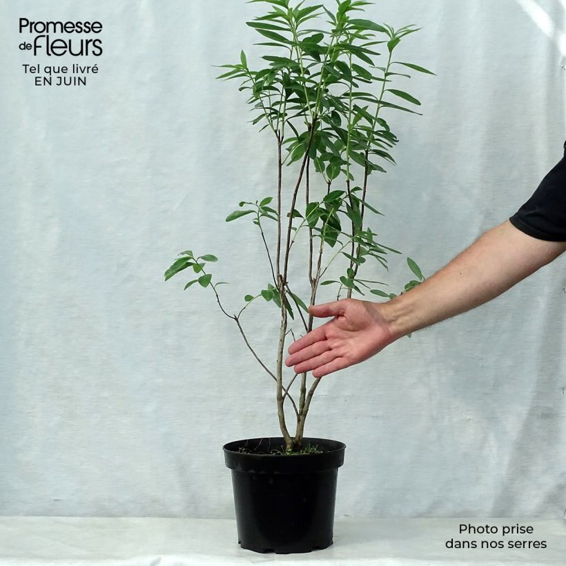 Exemplaar van Rhododendron mollis Nabucco - Bladverliezende Azalea Pot van 4 l/5 l zoals geleverd in de zomer