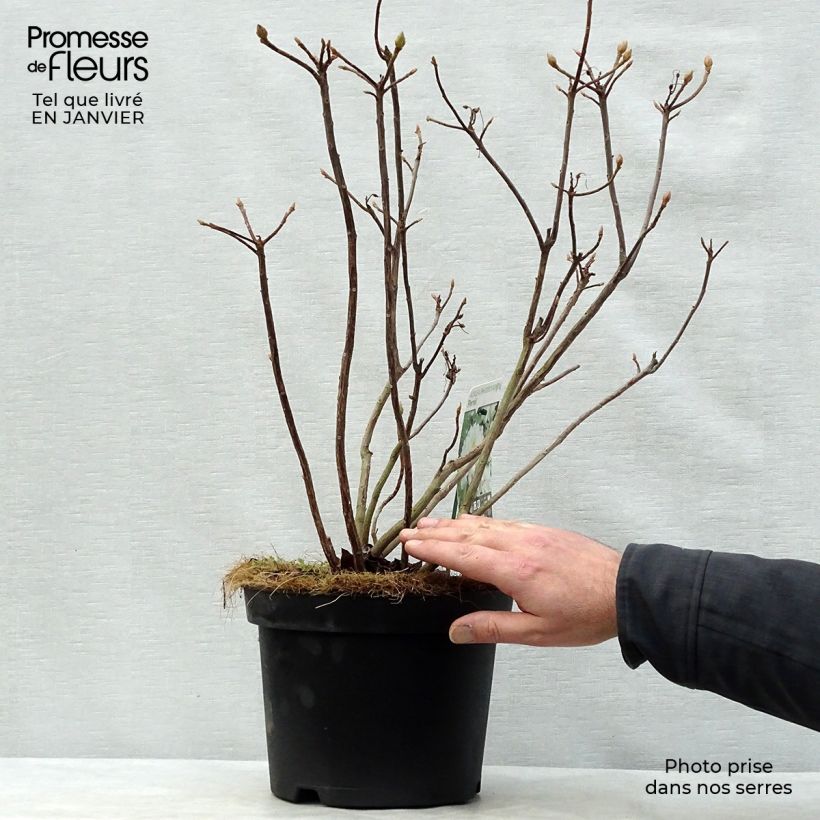 Example of Rhododendron mollis Persil - Azalea mollis Pot van 4 l/5 l as you get in hiver