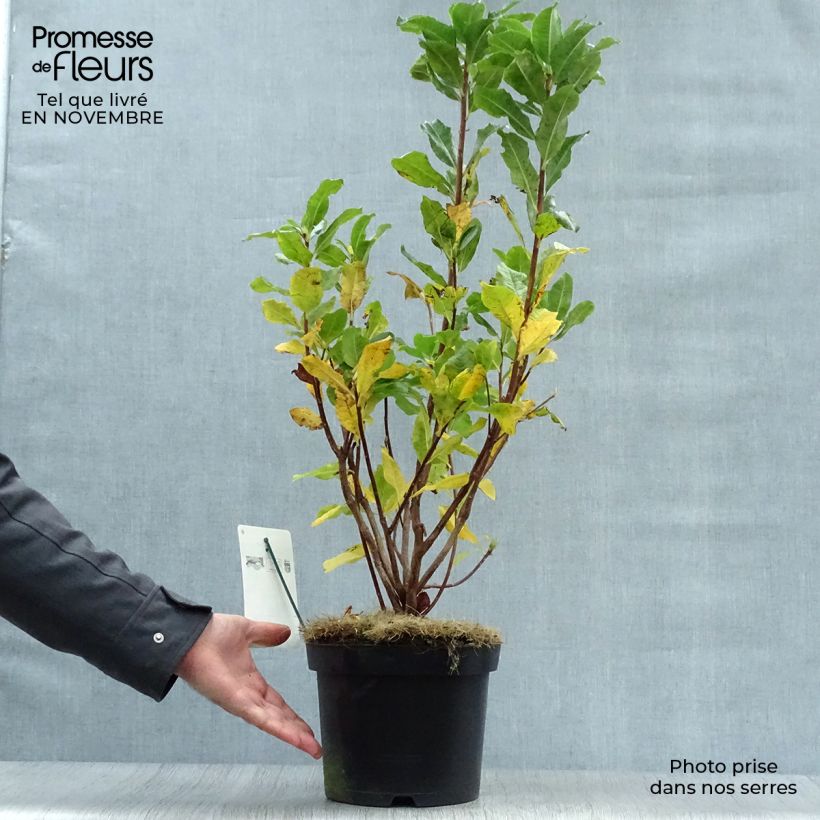 Exemplaar van Rhododendron mollis Persil - Azalea mollis Pot van 4 l/5 l zoals geleverd in de herfst