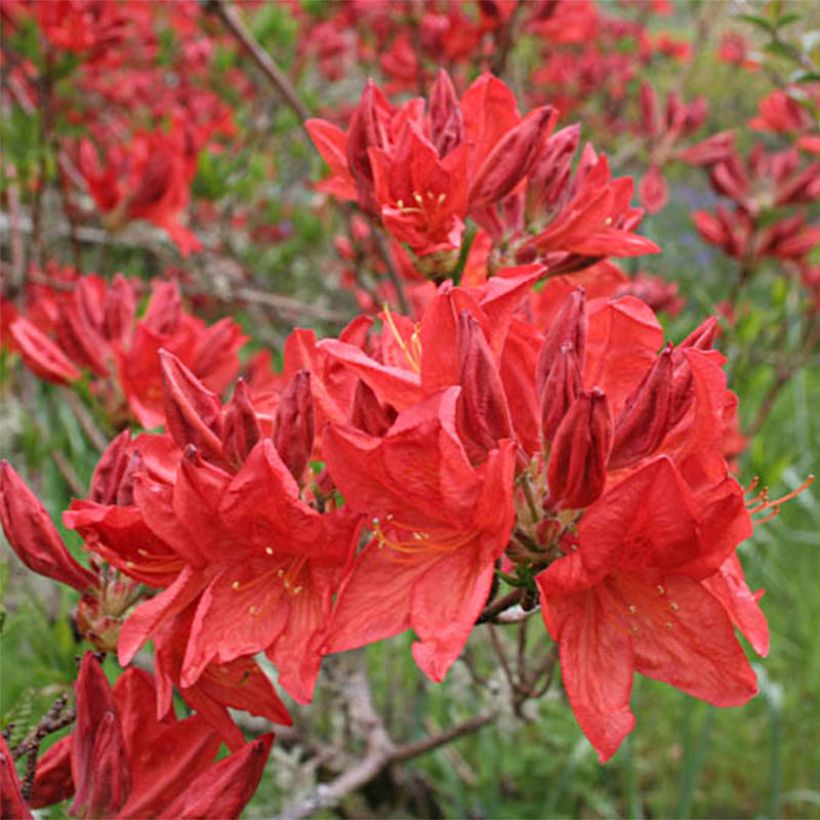 Rhododendron mollis Peter Koster - Azalea mollis (Flowering)