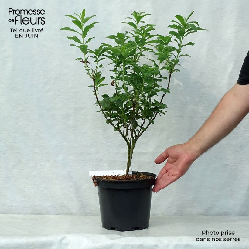 Exemplaar van Rhododendron mollis Peter Koster - Azalea mollis Pot van 4 l/5 l zoals geleverd in de zomer