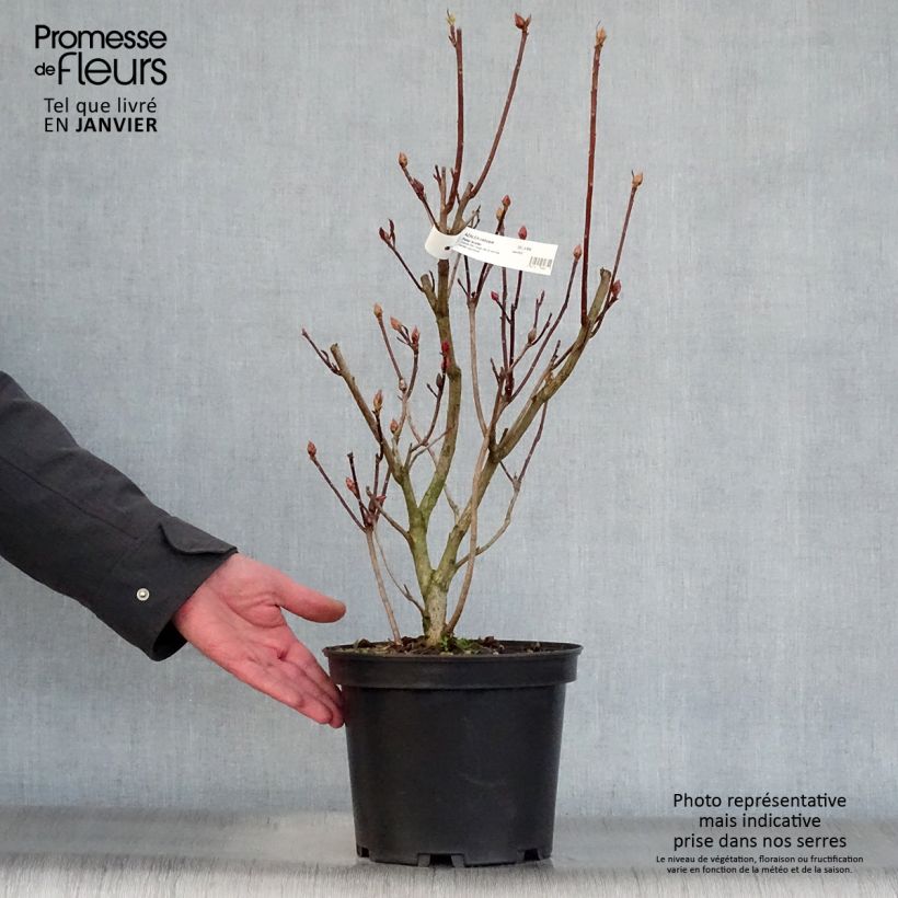 Example of Azalée de Chine Peter Koster - Azalea mollis Pot van 4 l/5 l as you get in hiver