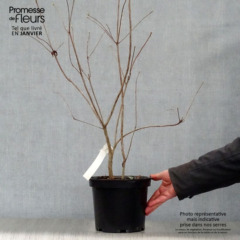 Example of Azalée de Chine Wallowa Red - Rhododendron hybride Pot van 4 l/5 l as you get in hiver