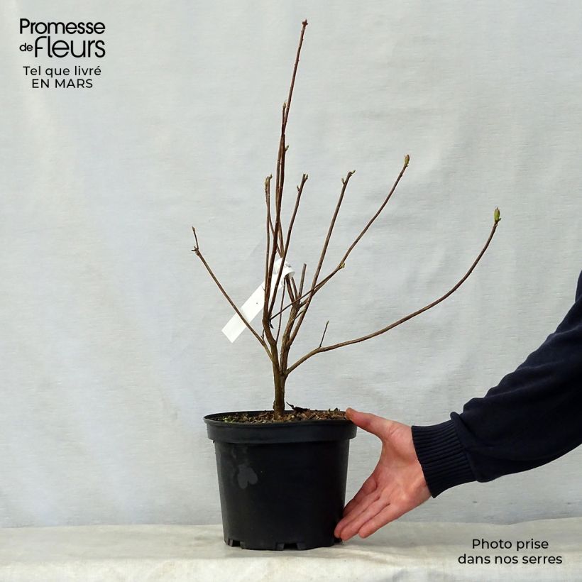 Exemplaar van Rhododendron exbury Wallowa Rood - Bladverliezende Azalea Pot van 4 l/5 l zoals geleverd in de lente