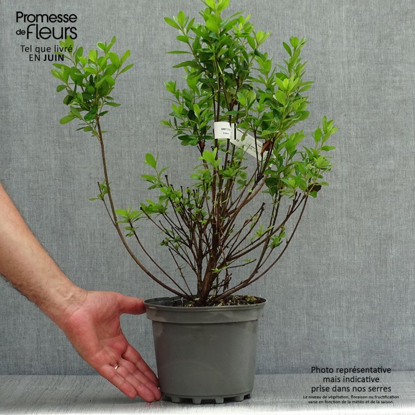 Exemplaar van Rhododendron obtusum Adonis - Japanse azalea Pot van 2 l/3 l zoals geleverd in de zomer