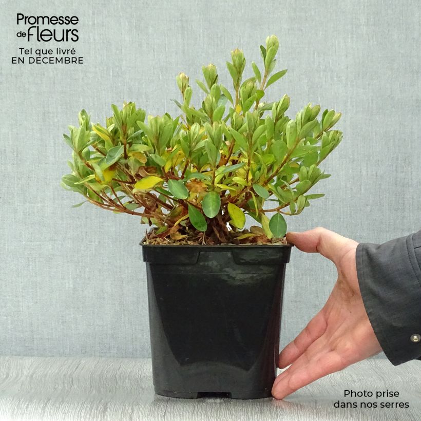 Example of Azalée du Japon Al's Picotee - Rhododendron hybride Pot van 2 l/3 l as you get in hiver