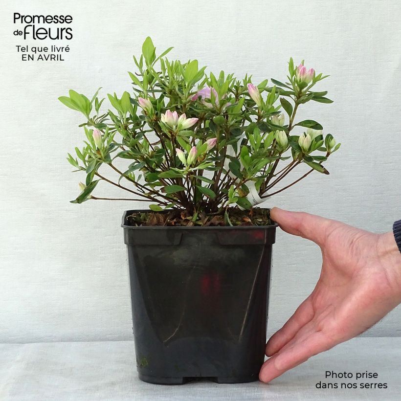 Exemplaar van Rhododendron japonica Al's Picotee - Japanse azalea Pot van 2 l/3 l zoals geleverd in de lente