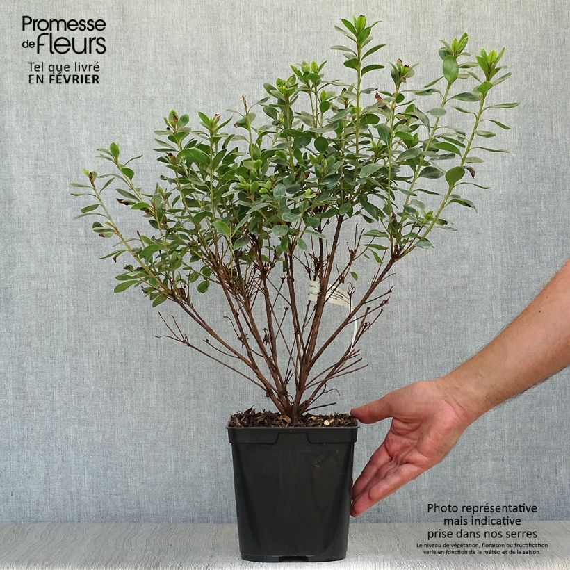 Exemplaar van Rhododendron japonica Al's Picotee - Japanse azalea Pot van 2 l/3 l zoals geleverd in de herfst
