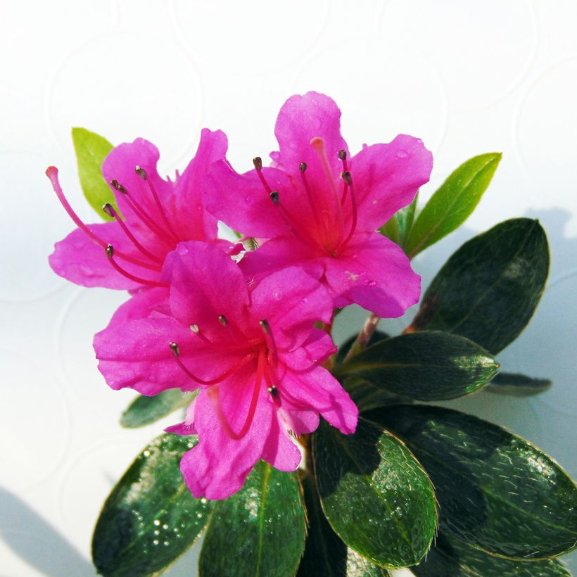 Rhododendron kaempferi Amoena - Azalea (Flowering)