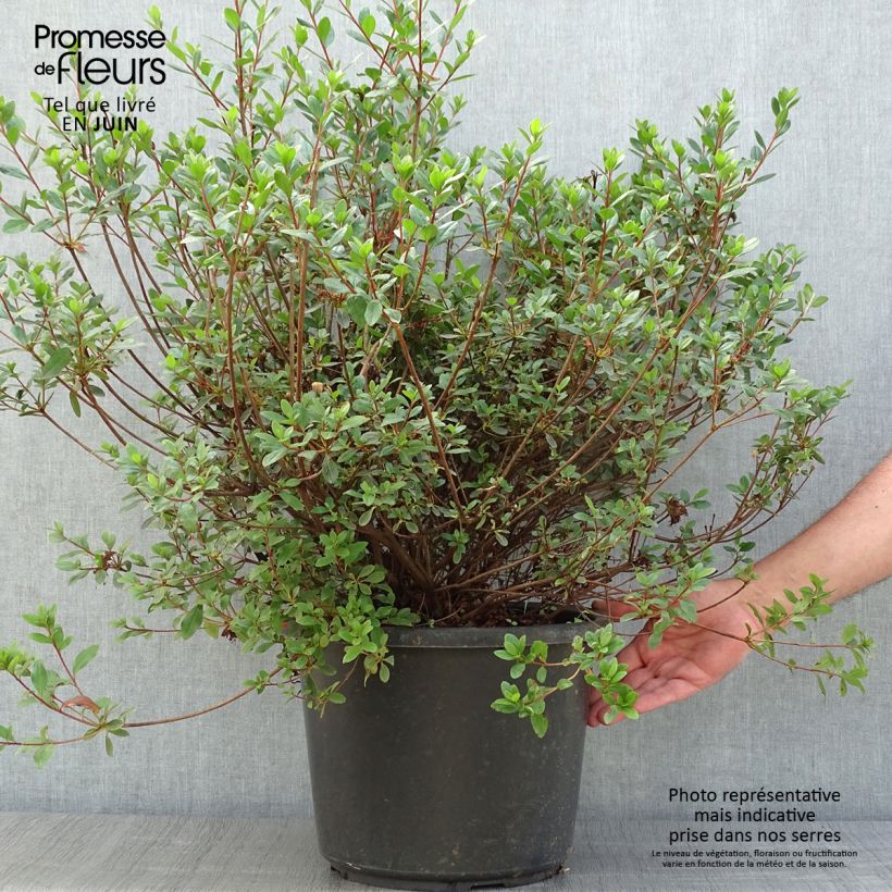 Exemplaar van Rhododendron kaempferi Amoena - Azalea Pot van 12 l/15 l zoals geleverd in de zomer