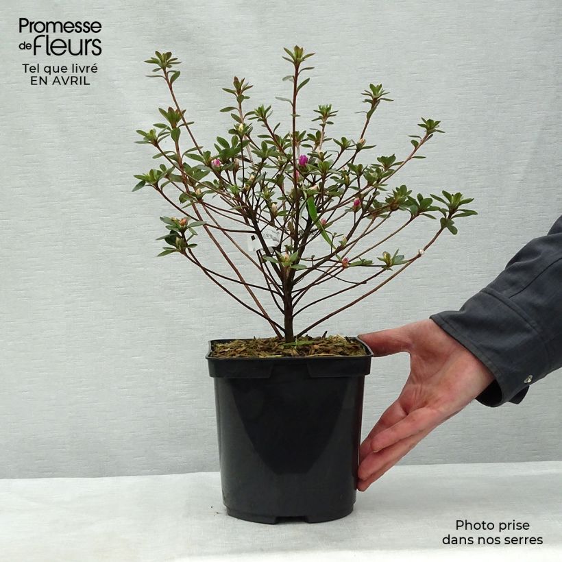 Exemplaar van Rhododendron kaempferi Amoena - Azalea Pot van 2 l/3 l zoals geleverd in de lente