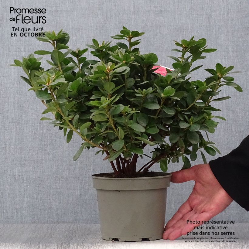 Exemplaar van Rhododendron Ardeur - Japanse azalea Pot van 2 l/3 l zoals geleverd in de herfst
