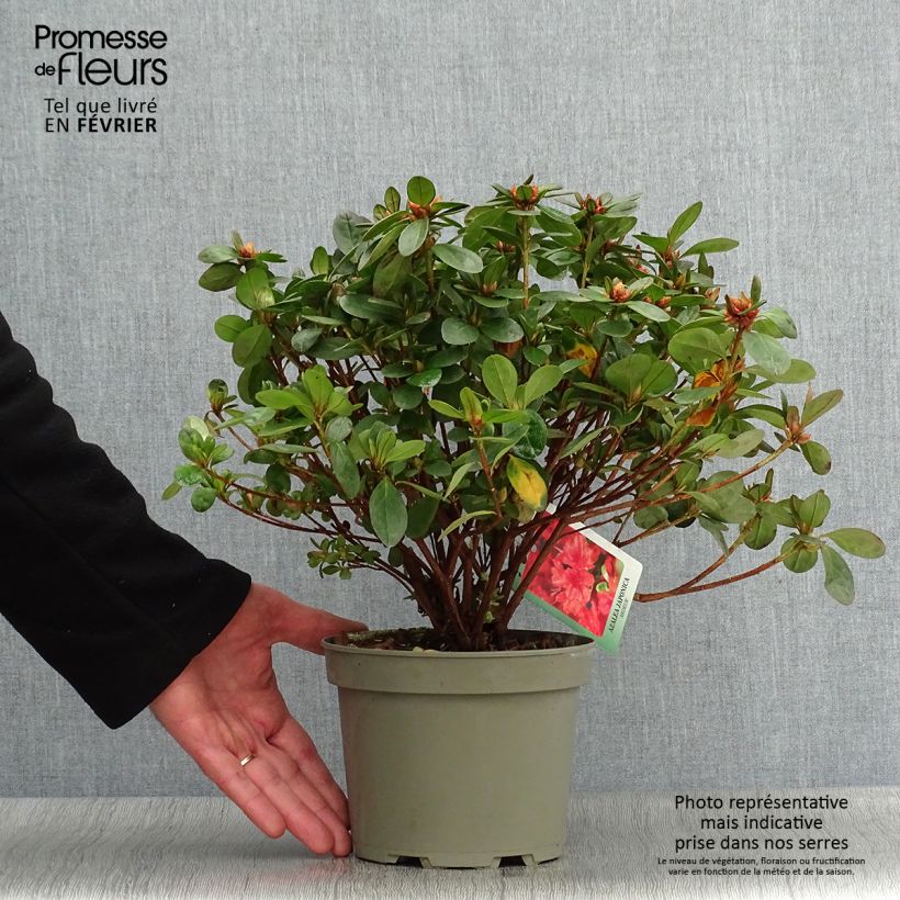 Example of Rhododendron Ardeur - Japanse azalea Pot van 2 l/3 l as you get in hiver