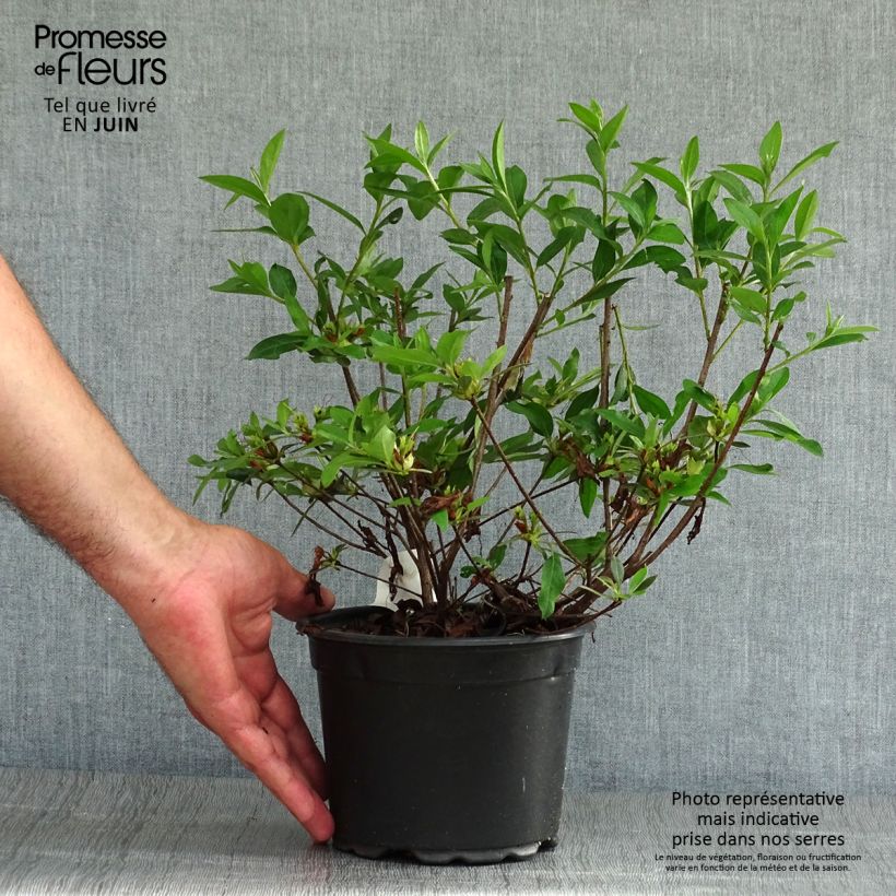 Exemplaar van Rhododendron Blue Danube - Japanse azalea Pot van 2 l/3 l zoals geleverd in de zomer