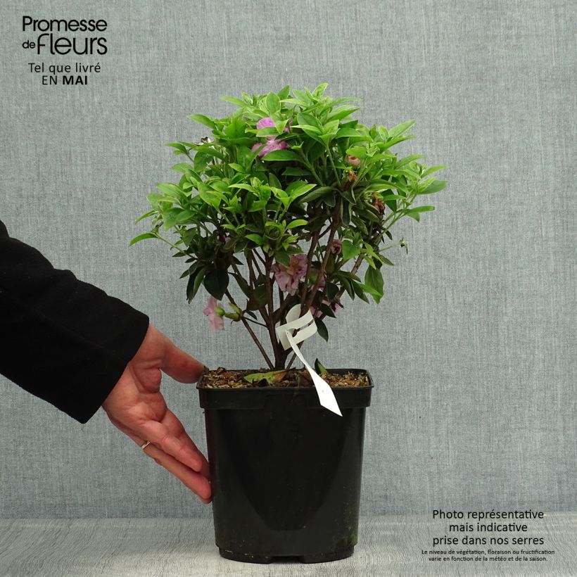 Exemplaar van Rhododendron japonica Elsie Lee - Japanse azalea Pot van 2 l/3 l zoals geleverd in de lente