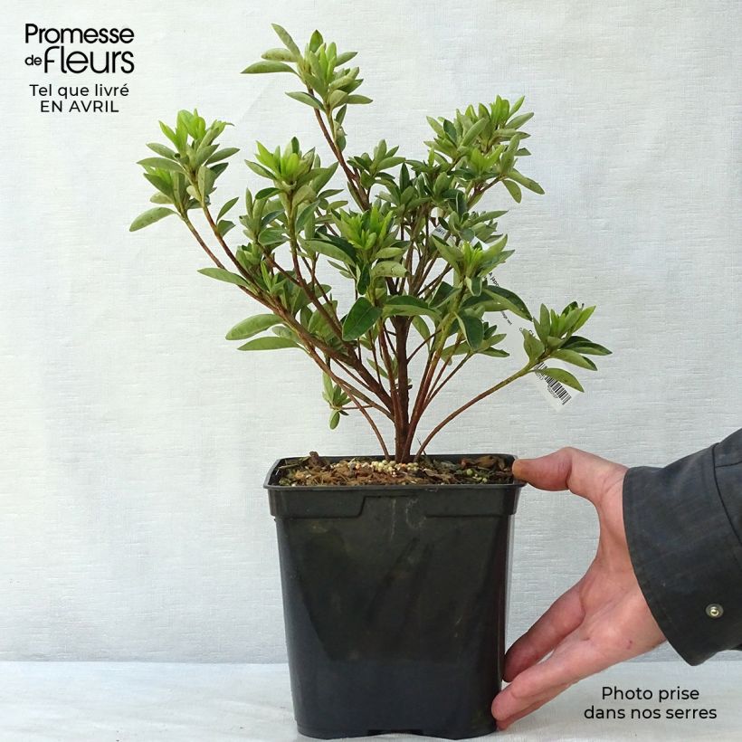 Exemplaar van Rhododendron kaempferi Eucharis - Japanse azalea Pot van 2 l/3 l zoals geleverd in de lente