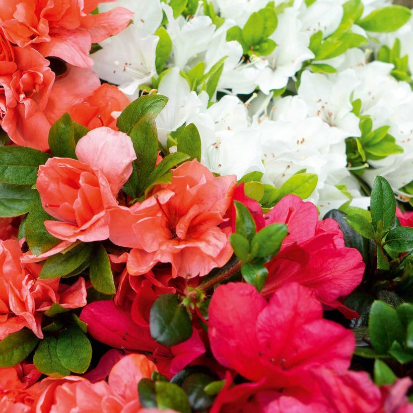 Rhododendron Fairy Dreams Three Sisters - Japanse azalea (Bloei)