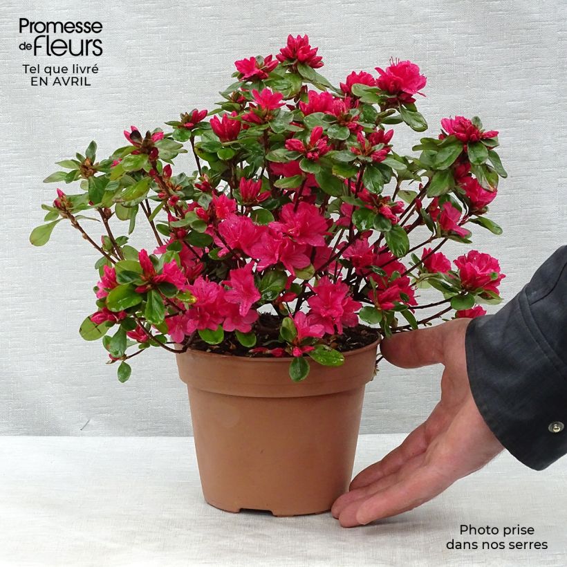 Exemplaar van Rhododendron Hino-Crimson - Japanse azalea Pot van 2 l/3 l zoals geleverd in de lente