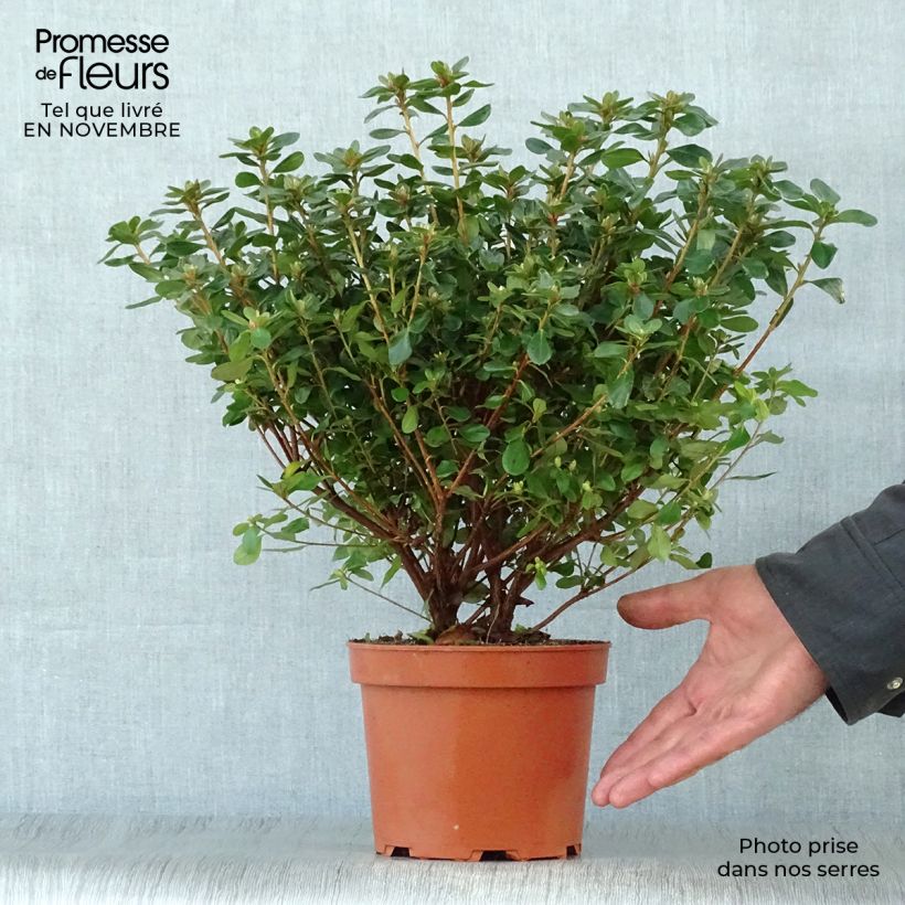 Exemplaar van Rhododendron Hino-Crimson - Japanse azalea Pot van 2 l/3 l zoals geleverd in de herfst