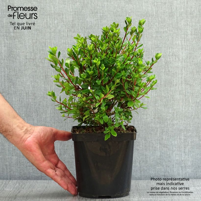 Exemplaar van Rhododendron Hino-Crimson - Japanse azalea Pot van 2 l/3 l zoals geleverd in de zomer