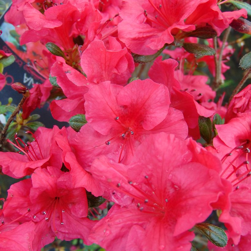 Rhododendron japonica Johanna - Japanse azalea (Flowering)