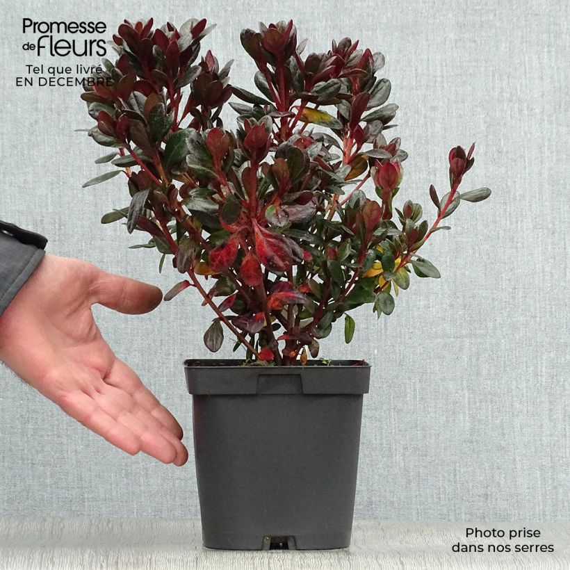 Example of Azalée du Japon Johanna - Rhododendron hybride Pot van 2 l/3 l as you get in hiver